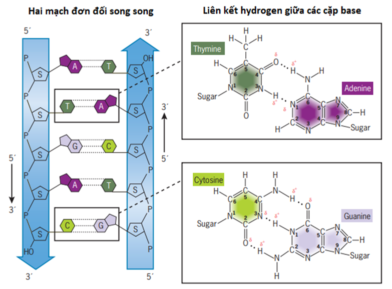 A diagram of a chemical structureDescription automatically generated